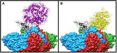 Lactoferrin Against SARS-CoV-2: In Vitro and In Silico Evidences